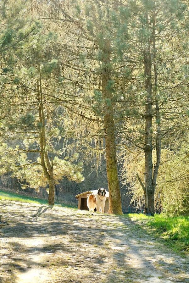 Agroturystyka Strzebielino Exteriér fotografie
